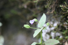 Torenia lindernioides
